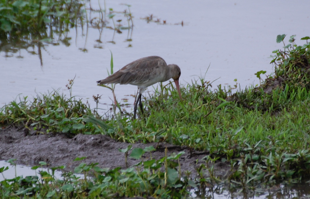 Tanzania - Pittima reale (Limosa limosa)